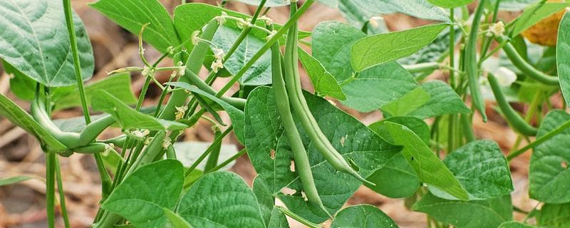 无架豇豆种植技术：从播种到管理的全程指南