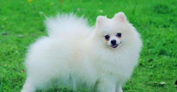 全面了解狗狗的种类与特征（探索狗狗世界的奥秘——犬种分类与习性）