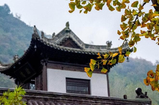 千年古刹里的银杏传奇：西安古观音禅寺的秋日禅意