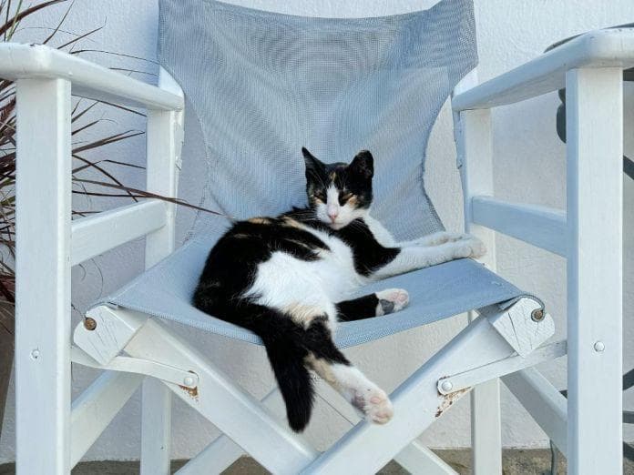 如何照护高龄猫咪？年长猫咪常见健康问题与护理指南