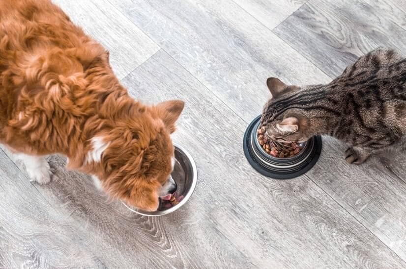 猫粮怎么选？怎么判断选择的猫粮是否适合猫咪的年龄和生活方式？