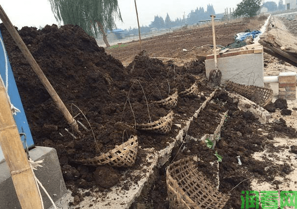 西瓜种植技术：从基肥到追肥的全程指南