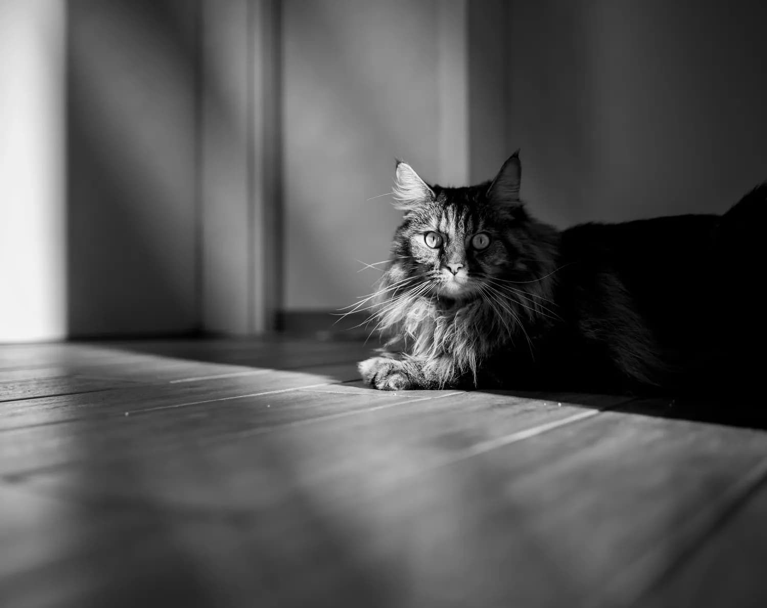 兽医小明教你科学养猫清洁妙招