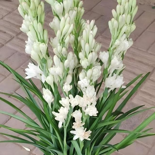 晚香玉几月份种最合适，种植晚香玉有什么技巧？需要注意什么？