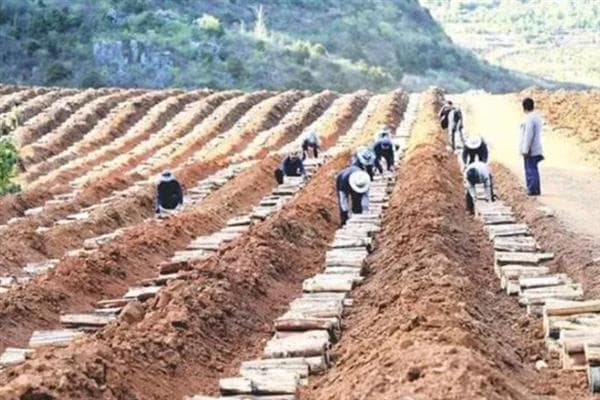 茯苓的生长环境介绍，生长温度以10-35℃为宜