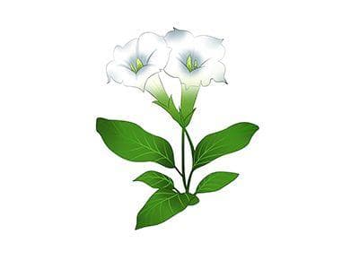 洋金花：一种具有麻醉止痛功效的中药材