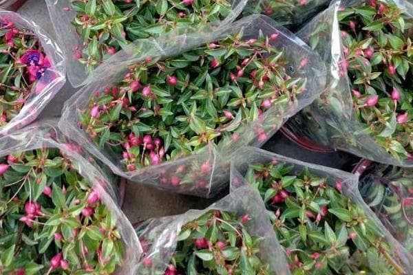 宝莲灯花的养殖方法和注意事项