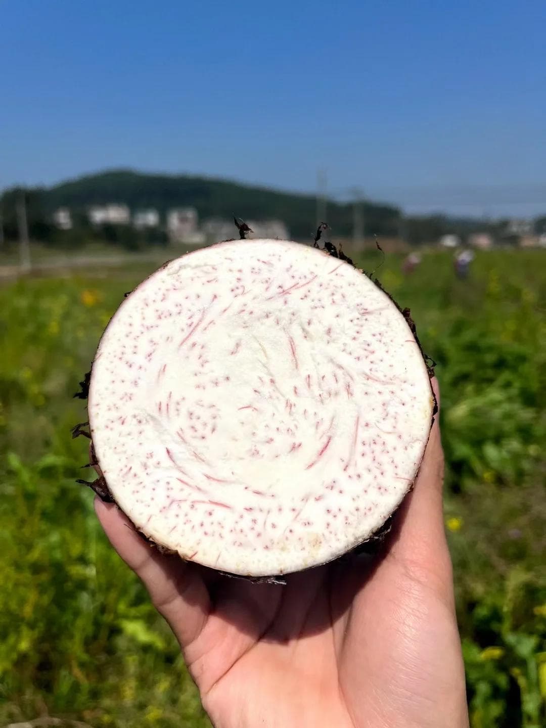 常吃芋头可缓解甲状腺结节，还能补虚润肠