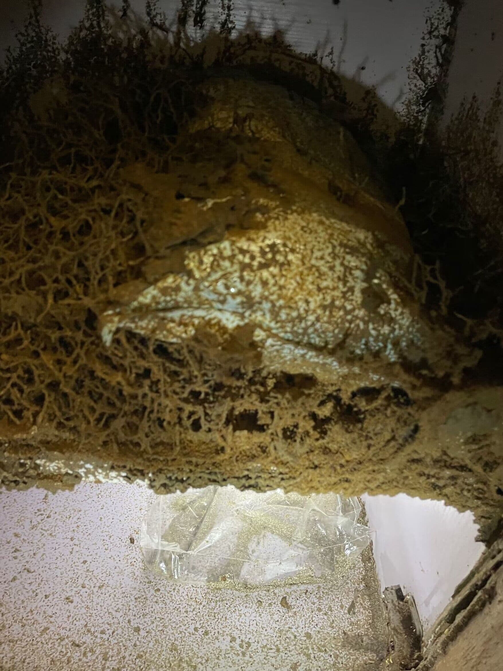 白蚁预防防治的重要性