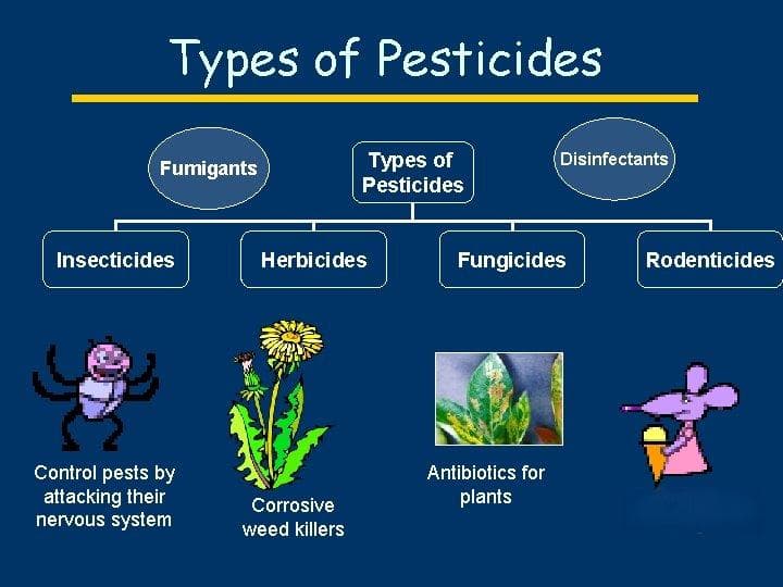 室内植物杀虫剂：初学者指南
