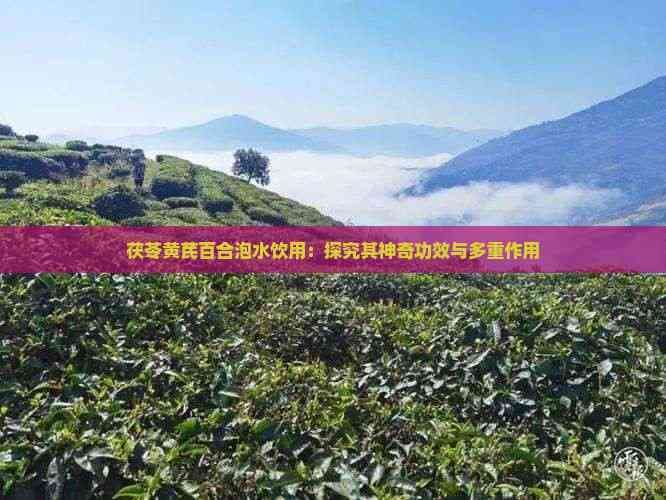 茯苓黄芪百合泡水饮用：探究其神奇功效与多重作用