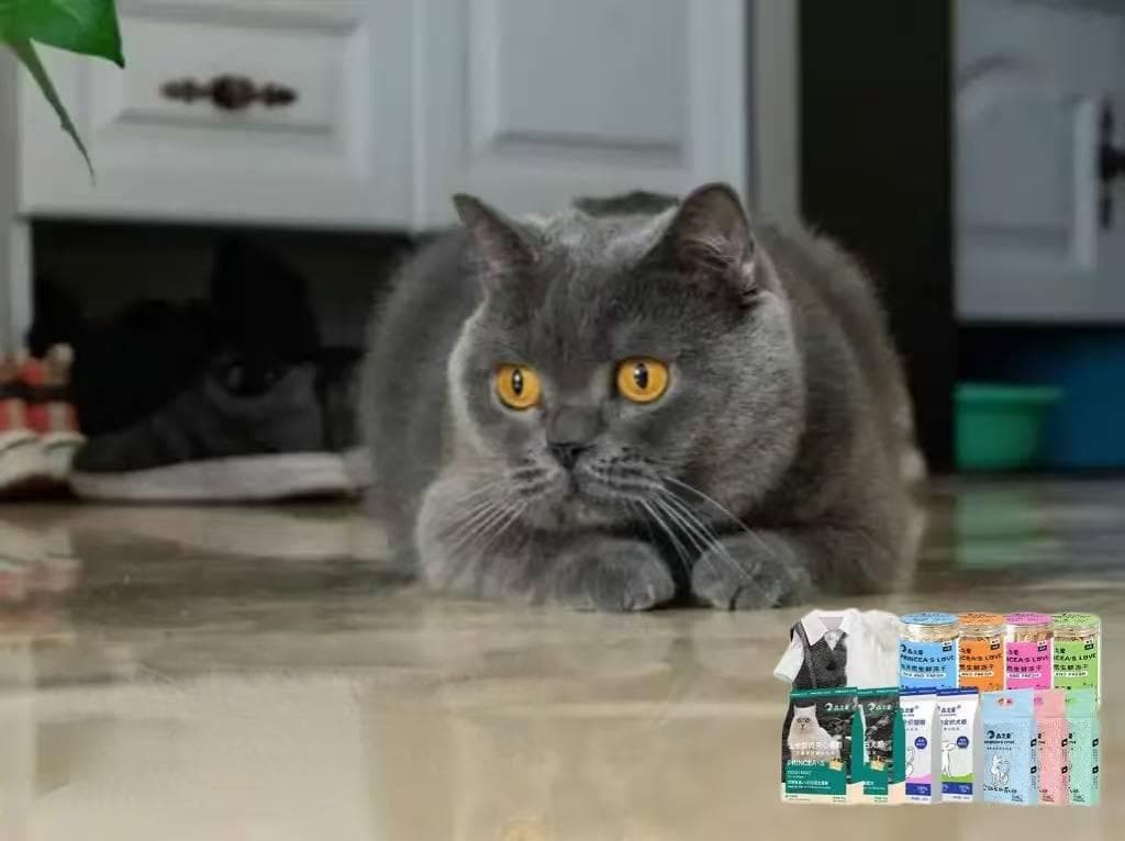 猫咪乱尿屡教不改！到底是为什么？