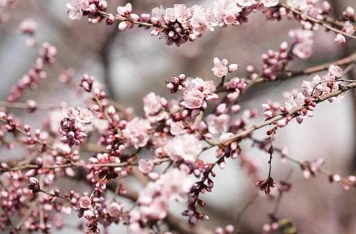 怎么看正缘桃花的年份 怎么看正缘桃花流年
