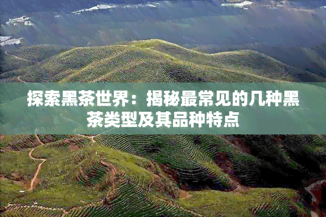 探索黑茶世界：揭秘最常见的几种黑茶类型及其品种特点