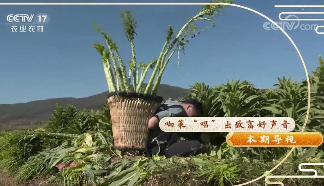 生活百科 | 火锅里咬起来嘎嘣脆的贡菜，竟然是晒干的莴笋？