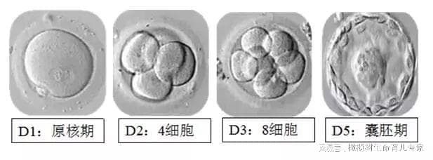 3天胚胎去向的4种选择，选错可能前功尽弃！