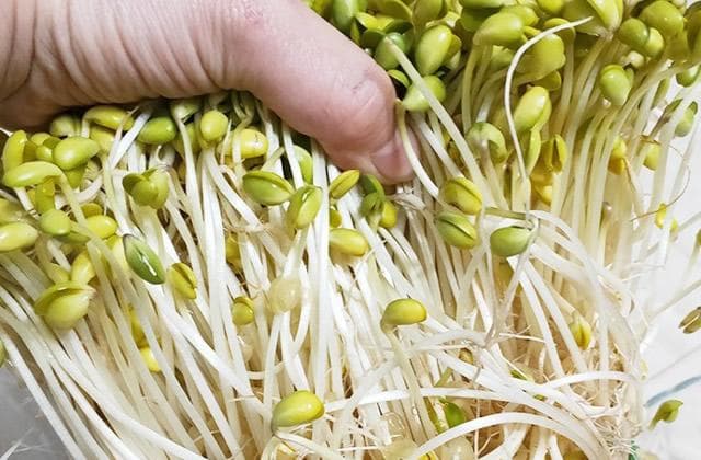 绿豆芽怎么发又粗又快 发绿豆芽要注意什么