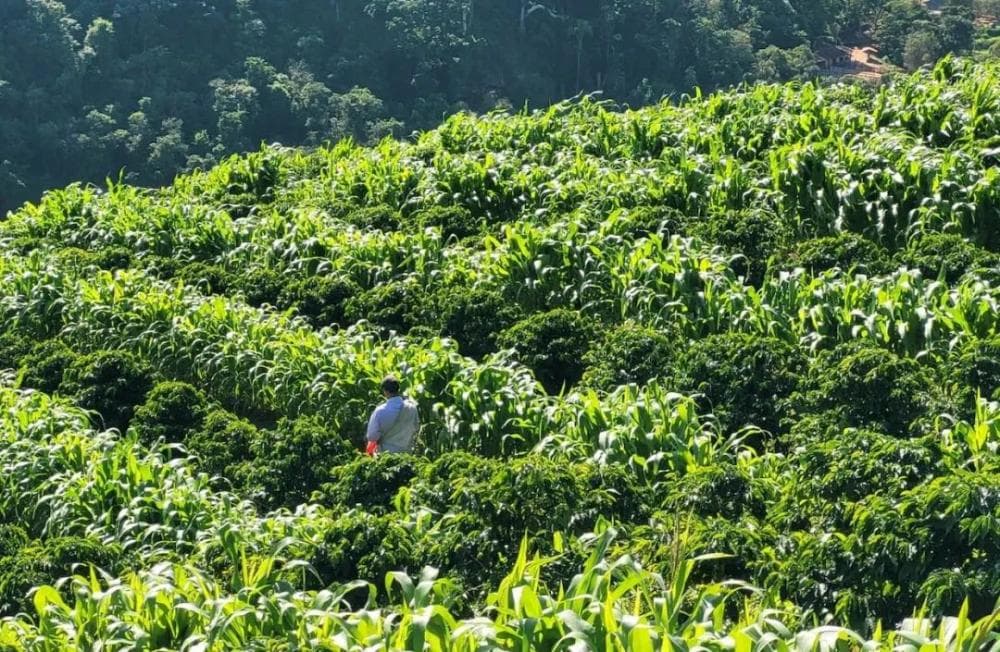 达特拉庄园：巴西咖啡重镇的品质革新者