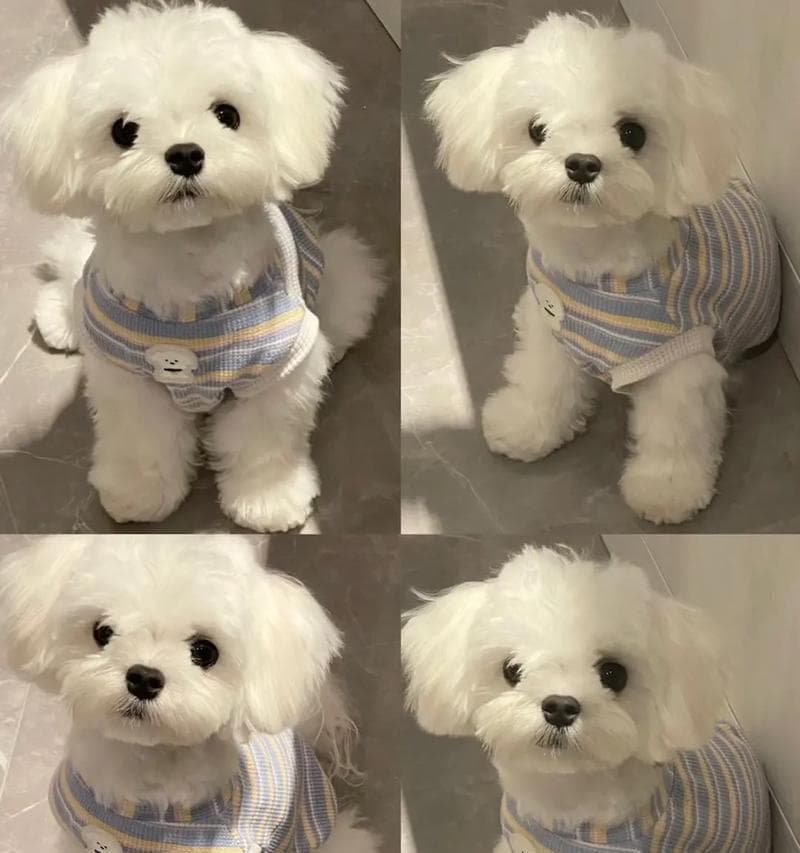 马尔济斯犬的养护指南（宠物爱好者必备，马尔济斯犬饲养技巧全解析）