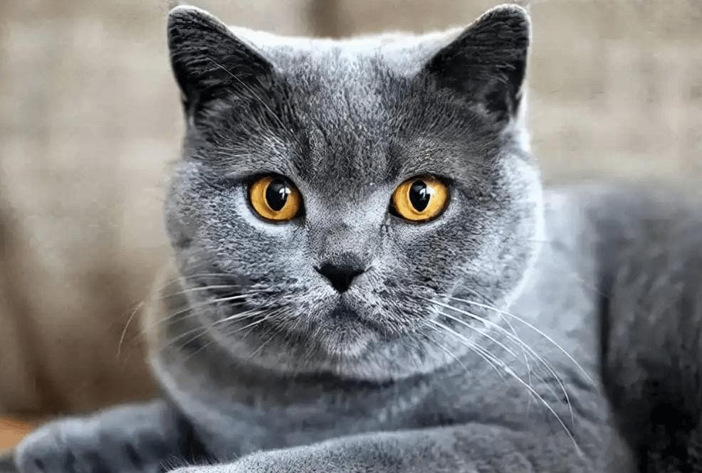 猫咪瞳孔的奇妙变奏曲：揭秘其背后的秘密！