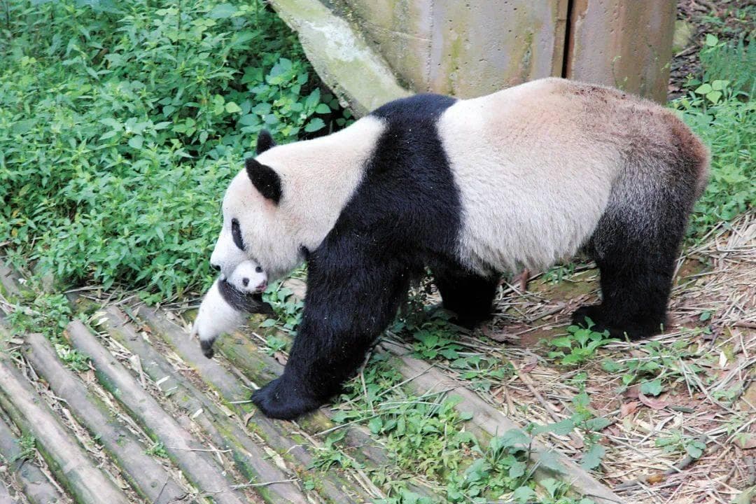 四十年守护 旗舰物种大熊猫的非凡跨越