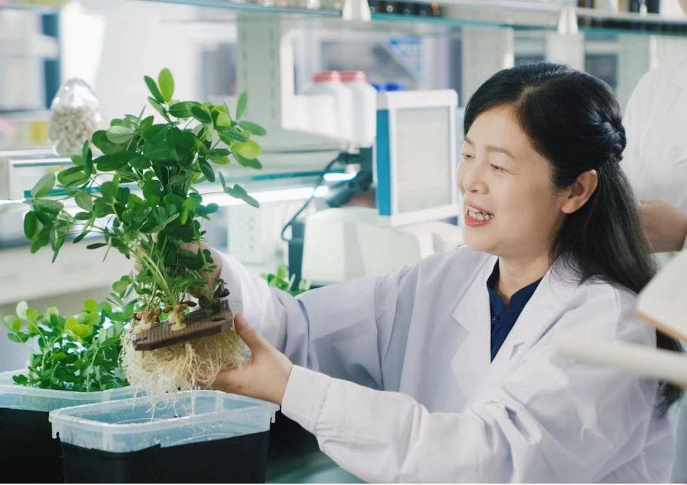 河南：花生高产优质新品种培育推广成效显著