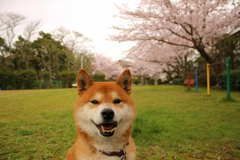如何训练你的柴犬上厕所？12个步骤与实用技巧，轻松搞定！