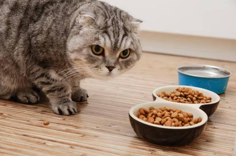 为什么猫粮品牌都在强调无谷配方？猫粮中是否应该含有谷物成分？
