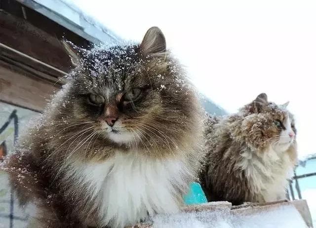 体型大的猫咪品种有哪些（盘点世界体型最大的 8 种猫）