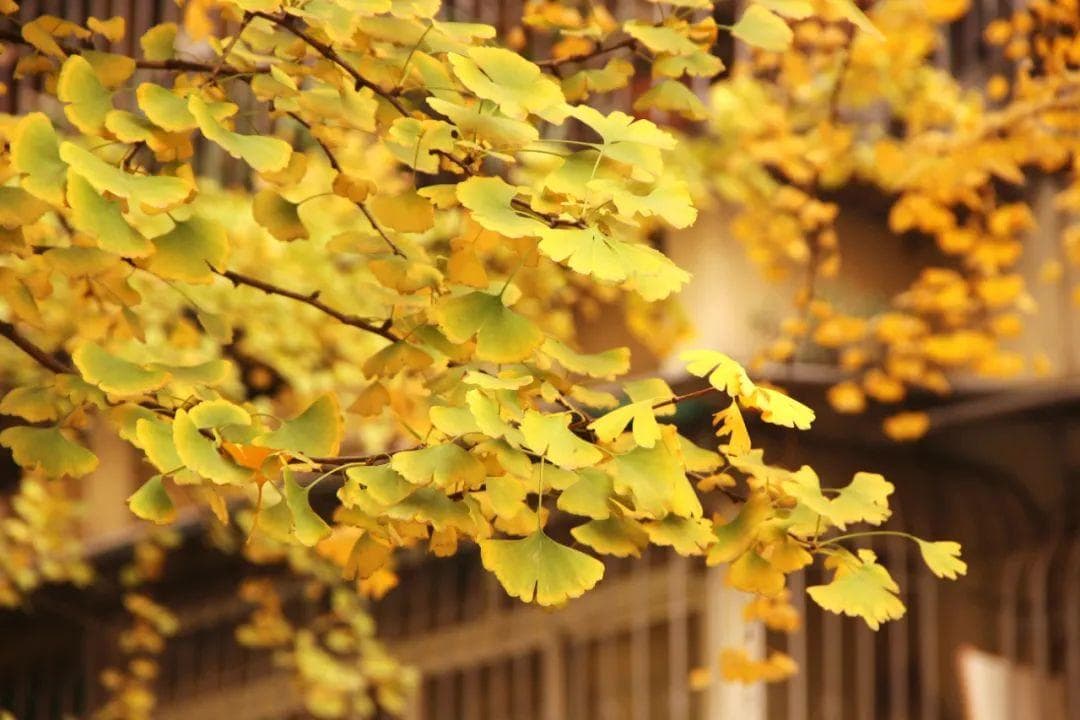 成都的银杏：从古至今的文化象征