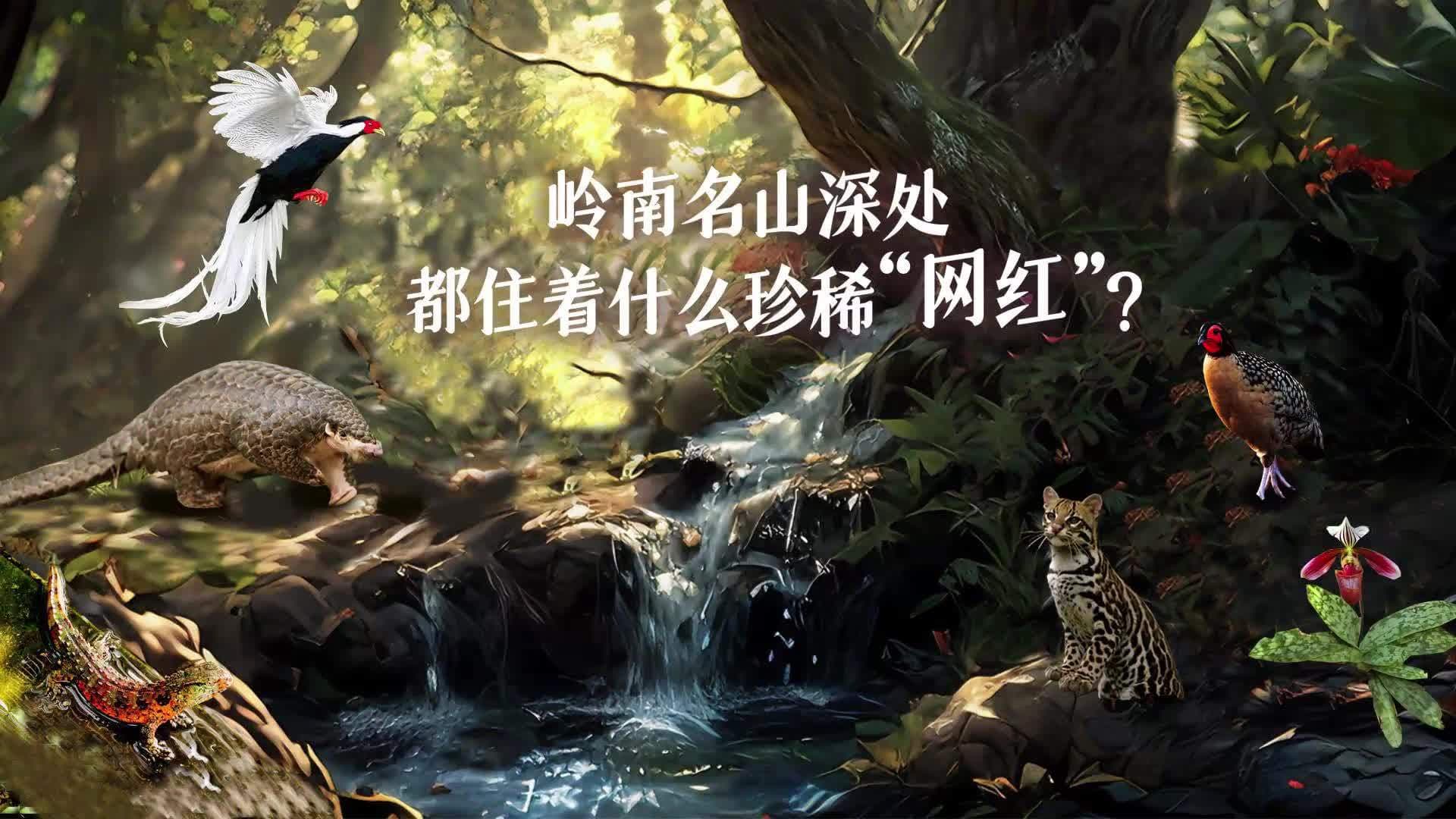 岭南名山深处，都住着什么珍稀“网红”？｜世界野生动植物日