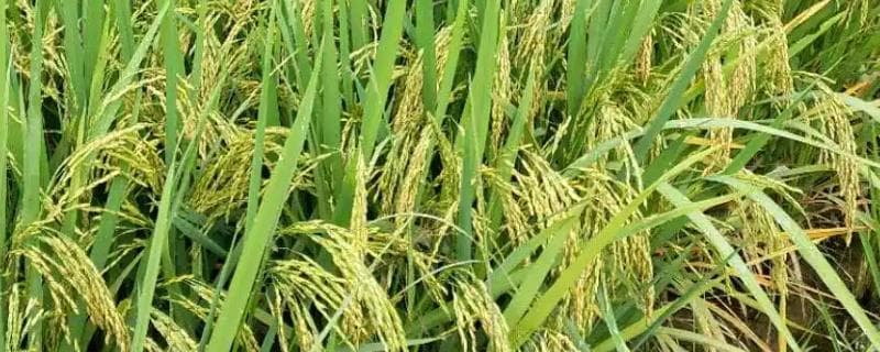 中谷优8号水稻品种：高产优质，适合广西多地种植
