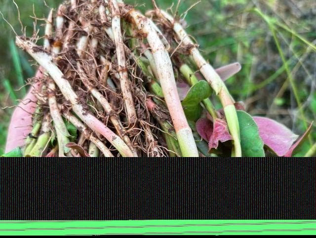 鱼腥草，植物界的“天然抗生素”！