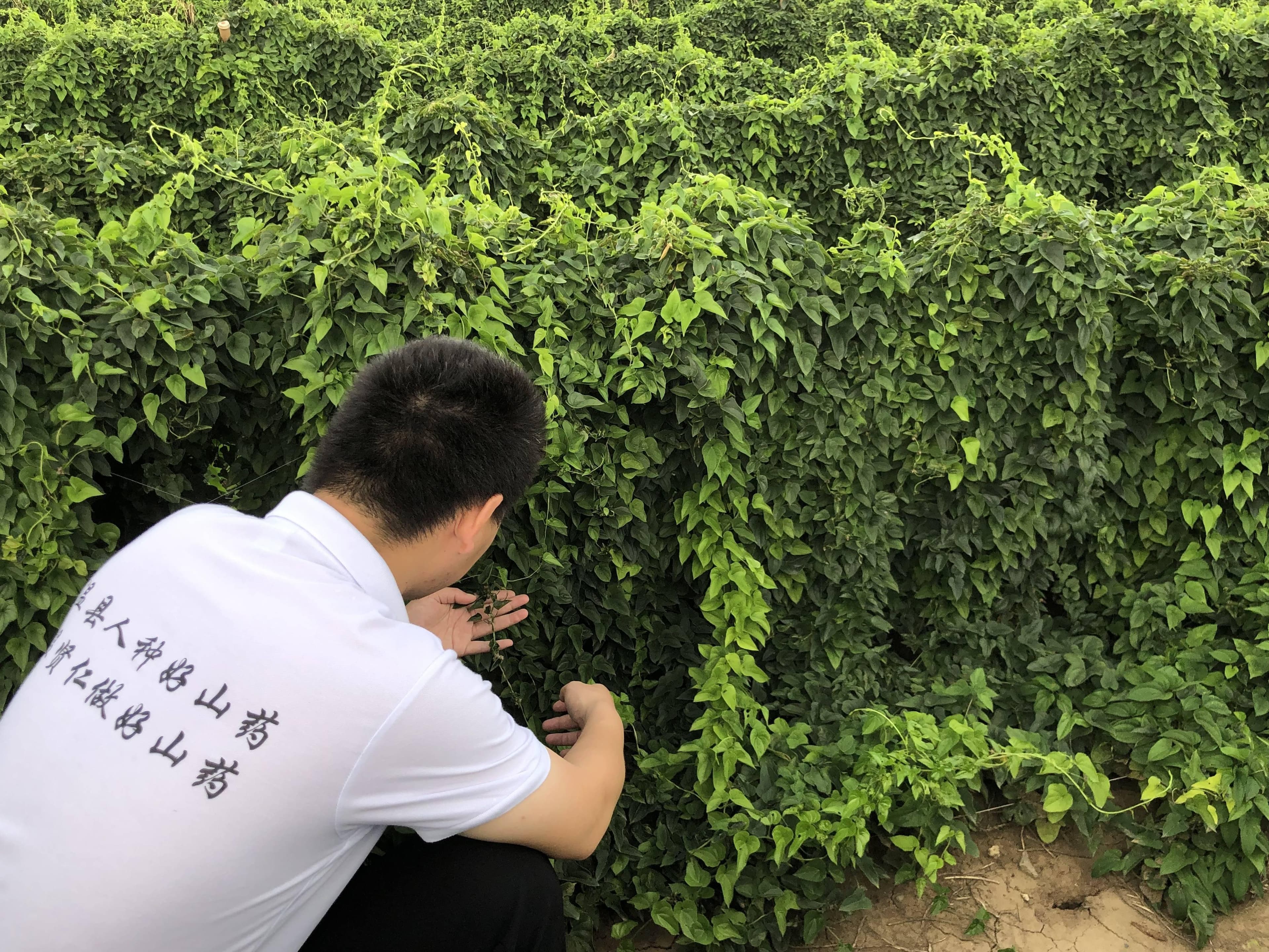 铁棍山药和普通山药有什么区别？