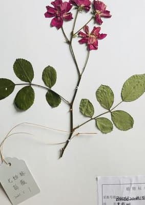 植物标本制作：从采集到保存的完整指南
