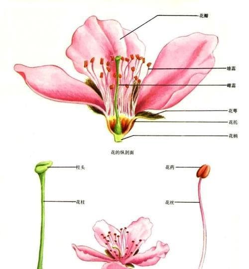 青菜——一种双子叶植物（探究青菜的生长特点与营养价值）