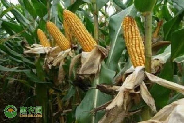 河北10个优质玉米品种推荐