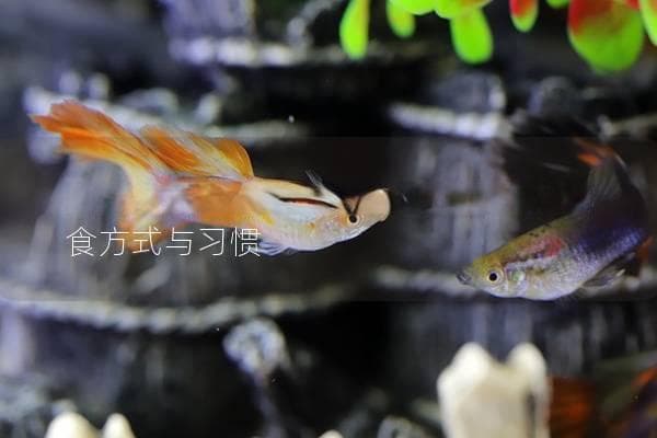 金鱼怎么吃东西？探秘金鱼独特的进食方式与习惯