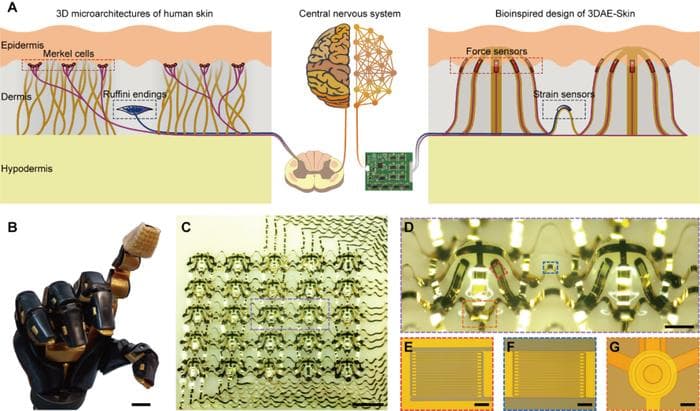 我国科学家成功研制世界首款仿生三维架构电子皮肤