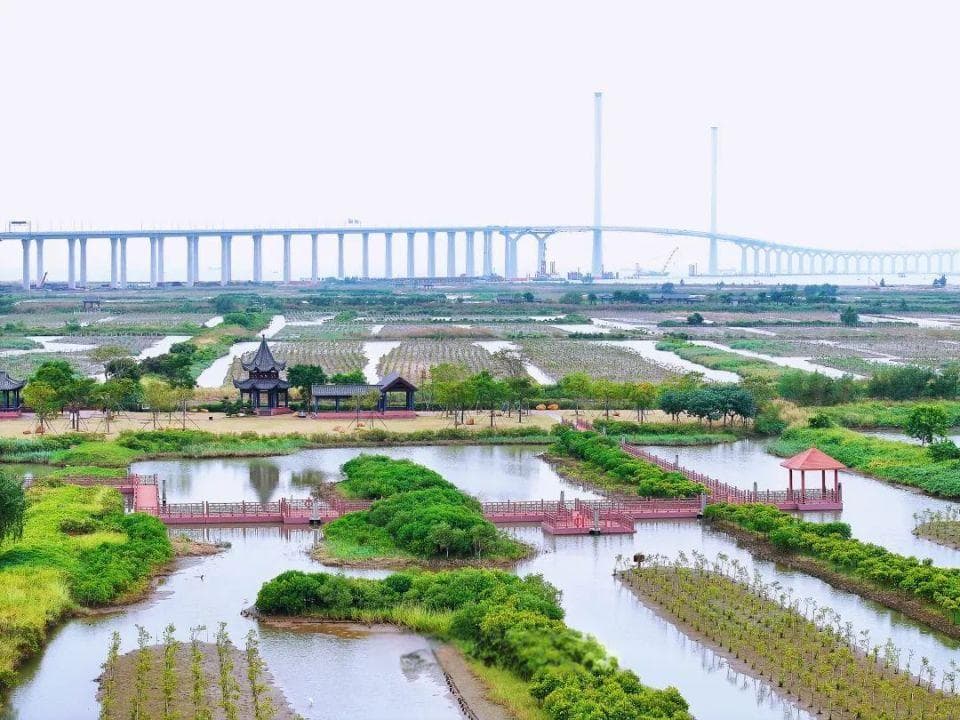 来了！黄茅海大桥红树林湿地公园！