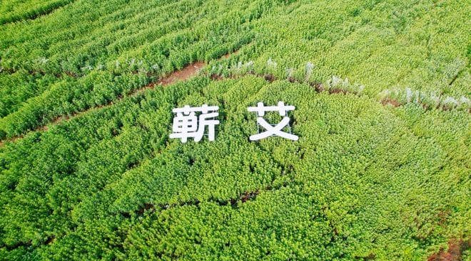 揭秘蕲艾百亿大产业密码