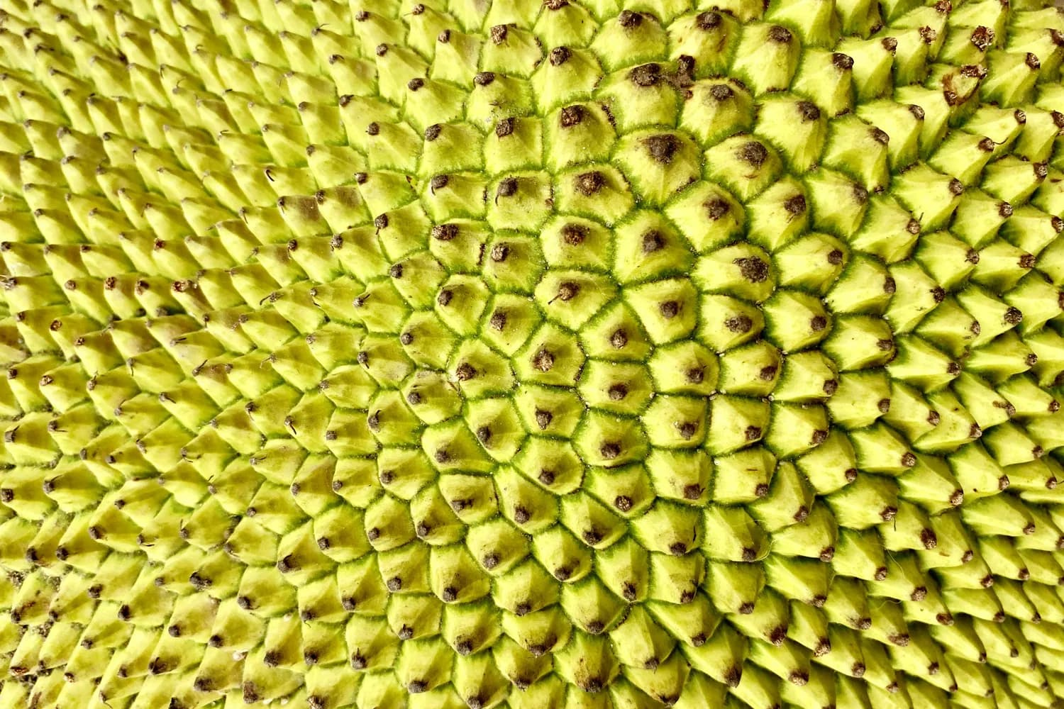 菠萝蜜：营养价值全面的热带水果，果肉果皮果核都是宝