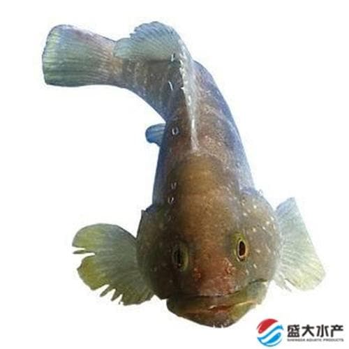 金鲳鱼石斑鱼（金鲳鱼与白鲳鱼哪个好）