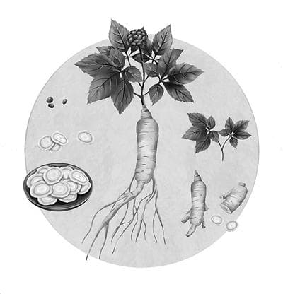 人参VS西洋参　滋补节礼该怎么吃？