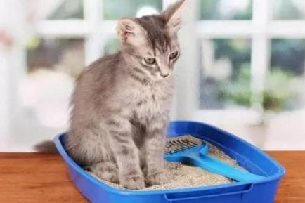 猫砂盆需要消毒吗？猫砂盆消毒清洁全攻略