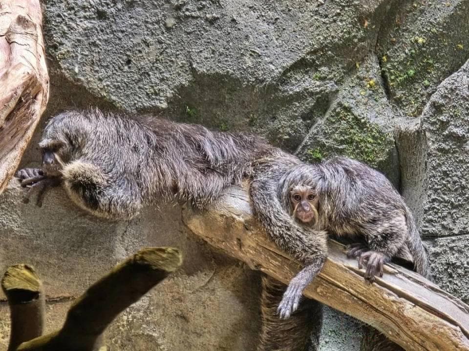 南京红山动物园白面僧面猴"杜杜"一家喜添新丁