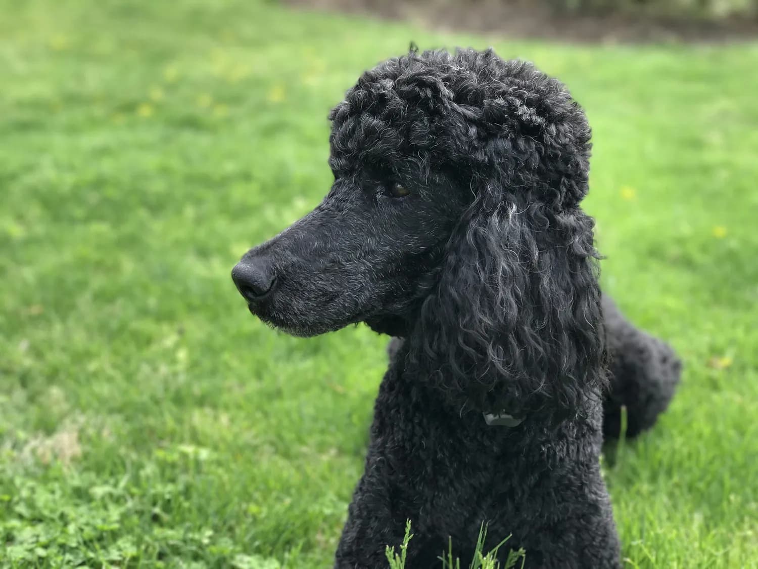 贵宾犬黑色素的秘密：从科学原理到养护方法