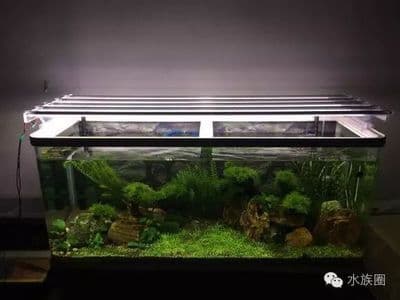 水族箱日光灯与LED对比：从光谱到能耗的全方位解析