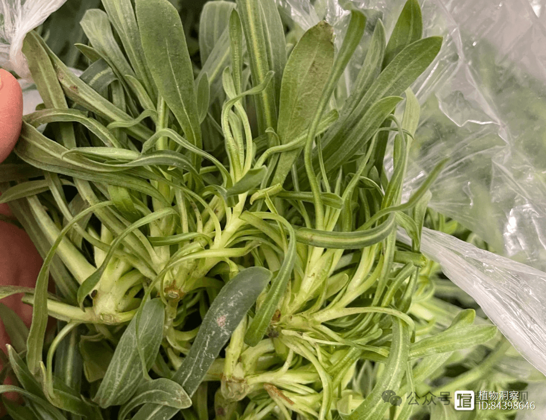 这野草酷似面条，俗称“面条菜”，春天的野菜之王，遇到别错过！