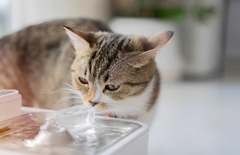 猫咪饮水全攻略：如何让猫咪爱上喝水？